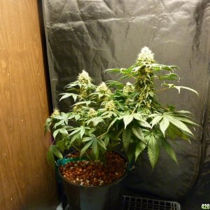 Sunset Kush 09-15-10