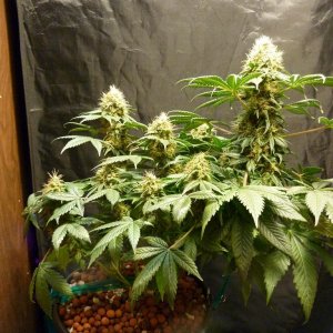 Sunset Kush 09-15-10