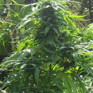 Woodsman Outdoors 9-15 Bagweed_1A