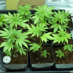 PPP & VK clones 09-15-10