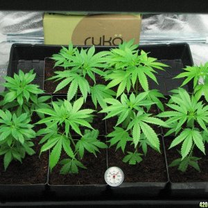 PPP clones 09-16-10