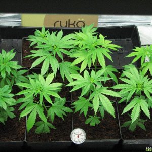 PPP clones 09-16-10