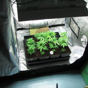 PPP clones 09-16-10