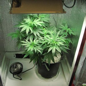 PPP clones 09-16-10