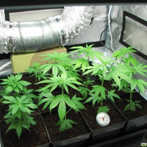 PPP clones 09-16-10