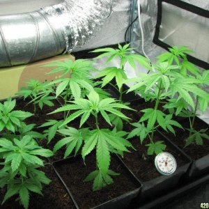 PPP clones 09-16-10