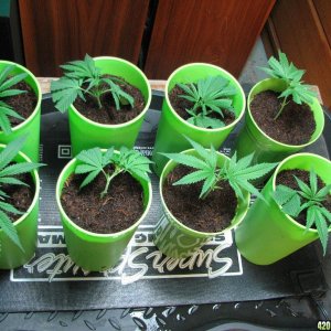 PPP clones 09-16-10