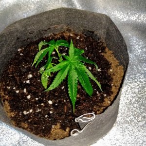 AK Male Clone 4_15_20.jpg