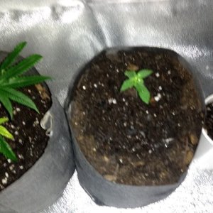 AK clone and WT seedling.jpg