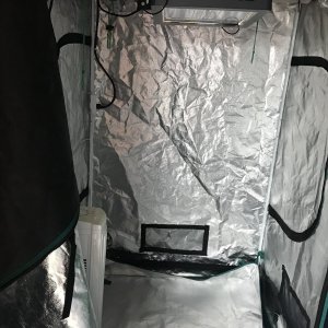 Inside Tent.jpg