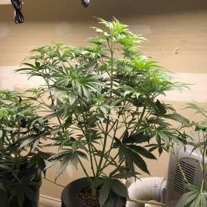 42 Days_Wk 6_Pre-trim.jpg