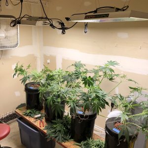 Day 42_Wk 6_Trim in progress.jpg