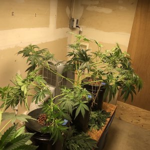 Day 42_Wk 6_Post Trim.jpg