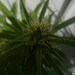 Sept_19th_Big_Plant_Close_Up1