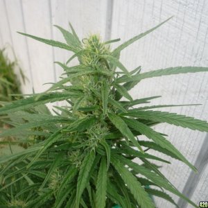 Sept_19th_Big_Plant_Close_Up2