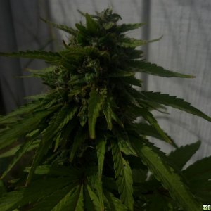 Sept_19th_Biggest_Cola