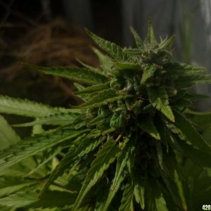 Sept_19th_Small_Seed_Cola