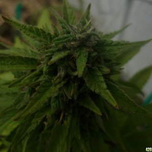 Sept_19th_Small_Seed_Cola2