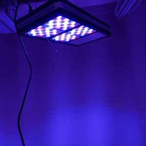 2000w LED Blue Light.jpg