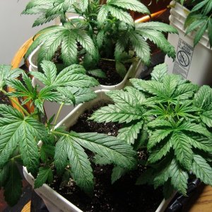 WW & Kandy Kush 6weeks.jpg