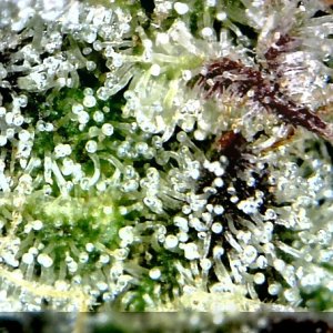 trichomes-bluedreamcbd.jpg