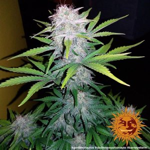 cbd-lemon-potion-auto_9_209291.jpg