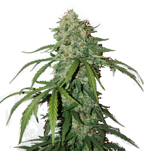 cbd-silver-lime-haze_1.png