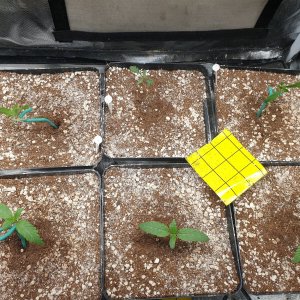 Seedlings.jpg