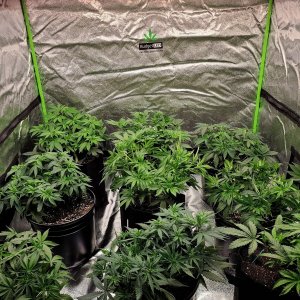 grow tent set up.jpg