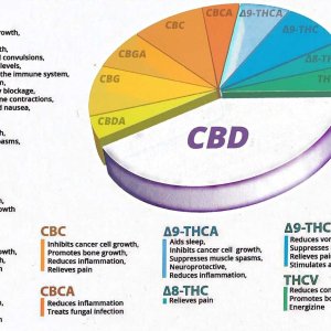 Breakdown THC CBD Functions.jpg