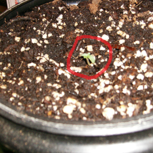 First Sprout.png