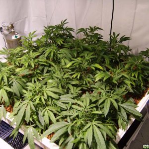 2 1000 watt grow