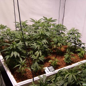 2 1000 watt grow