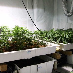 2 1000 watt grow