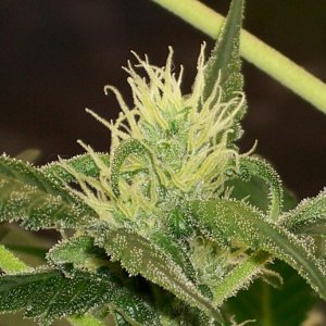 Dinafem_Fruit_Auto_Grapefruit