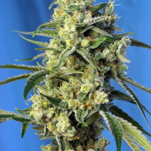 8586-sweet-amnesia-haze.jpg