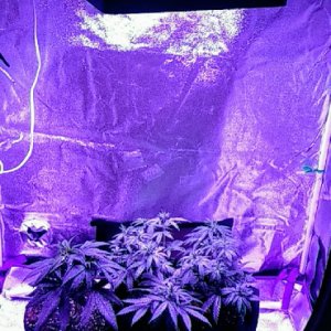 Bloomspect 1200 LED.jpg