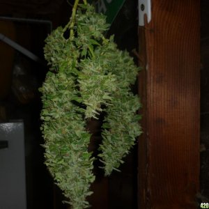 Sept_26th_Taller_Clone_Full_Plant