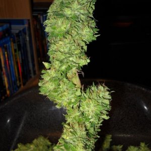 Woodsman Outdoors 9-26 Harvest Pink Lady Bud