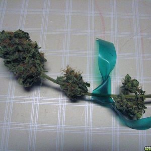 Sunset Kush seeds 09-27-10