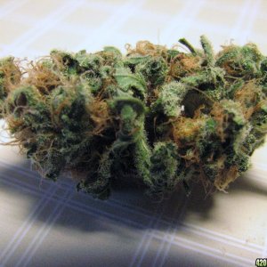 Sunset Kush seeds 09-27-10