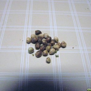 Sunset Kush seeds 09-27-10