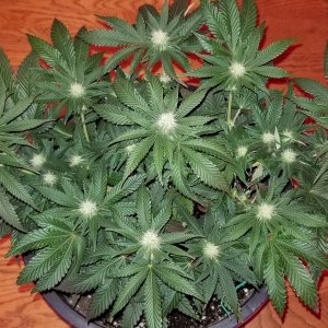 Zupreme 1 day 22 defoliate.jpg