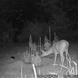 deer in patch 3.JPG