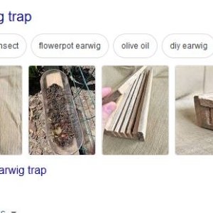 earwig trap.JPG