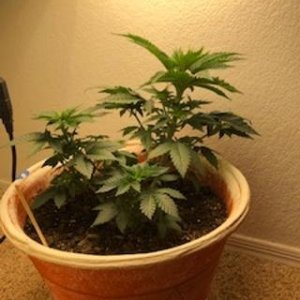 New grow 4.jpg