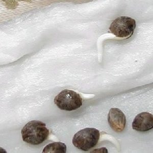 marijuana-seeds-germinating.jpg