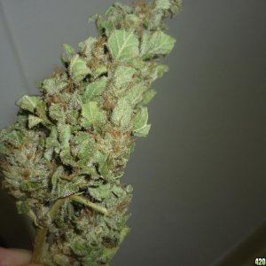 Sept_30th_Blue_Widow_Bud_Shots2