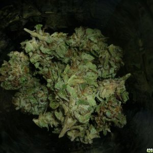 Sept_30th_Blue_Widow_Bud_Shots6