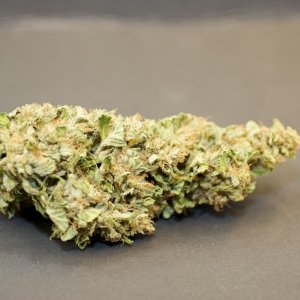 LBH_bud_05